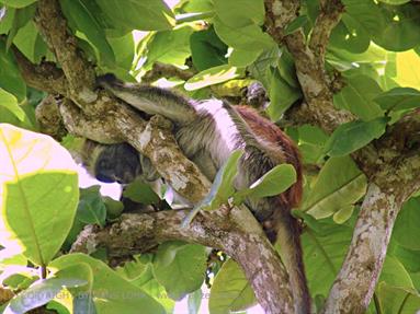 Monkeys and mangroves on Zanzibar, DSC06933b